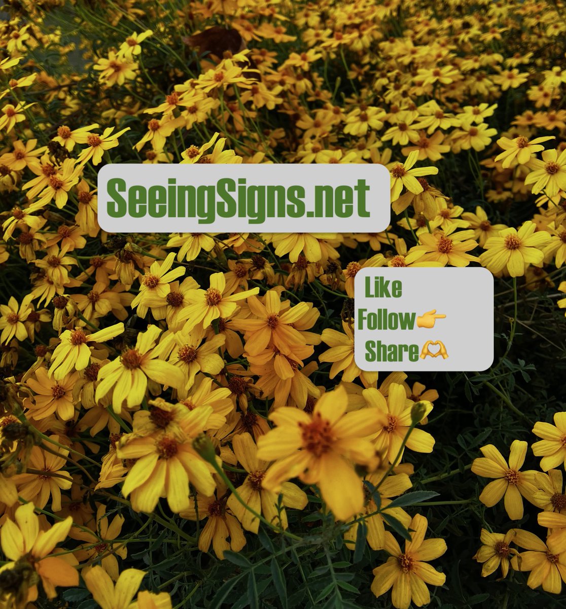 SeeingSignsBlog's tweet photo. Pick a time to visit https://t.co/dCXXpKciye. https://t.co/Bnip7PL9uP  Link in bio.
#seeingsigns #signs #sign #lookingforsigns #whatdoesitmean #message #symbol #flowers #yellowflowers #daisies #yellowdaisies #fieldofdaisies https://t.co/BTVhw1wXgT