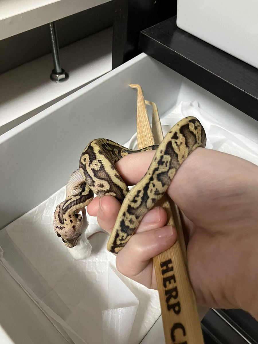 みやしん tweet media