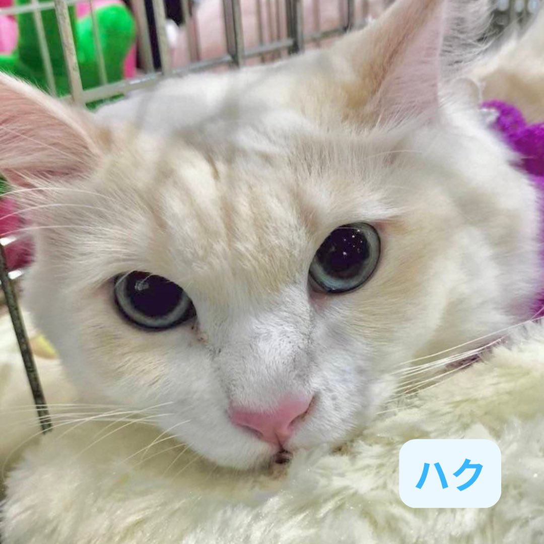 livelifesocion's tweet image. 12/21（土）リブライフ譲渡会
参加します！
#大阪市都島区　#予約不要
13〜16時

⑪はく、オス、3〜４歳
よく甘え添い寝するようになりました🛏️

⑫さとる、オス、２歳
人馴れ訓練中、ならしからやってみませんか？

クリスマスは保護猫を家族に迎えよう🎄
