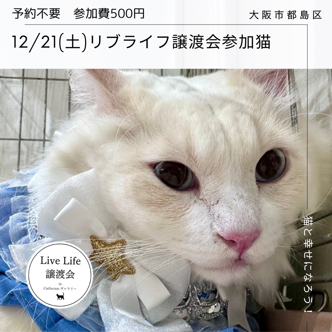 livelifesocion's tweet image. 12/21（土）リブライフ譲渡会
参加します！
#大阪市都島区　#予約不要
13〜16時

⑪はく、オス、3〜４歳
よく甘え添い寝するようになりました🛏️

⑫さとる、オス、２歳
人馴れ訓練中、ならしからやってみませんか？

クリスマスは保護猫を家族に迎えよう🎄