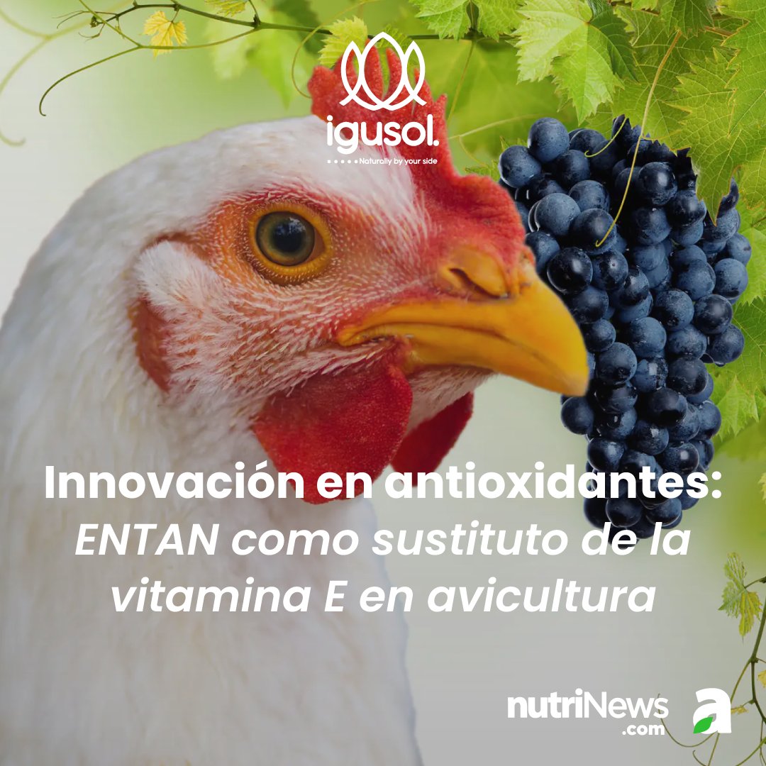 nutriNews_medio's tweet image. #ENTAN es un #antioxidante innovador en la #avicultura que busca sustituir a la #vitamina E 🍇
Descubre más sobre este producto de #igusol en 🔗 nutrinews.com/antioxidantes-…