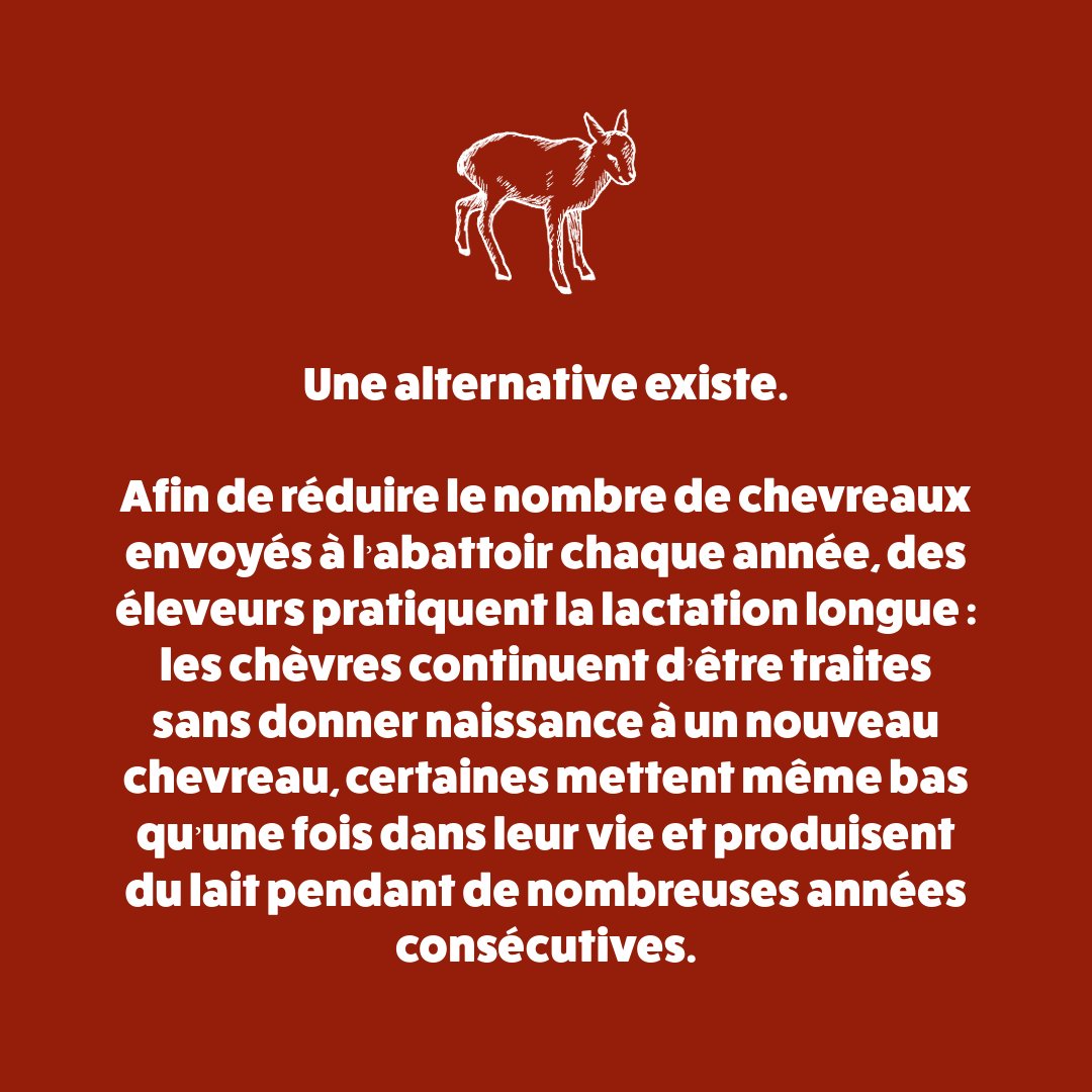 Pour produire du #lait de chèvre, la plupart des élevages font régulièrement naître des #chevreaux souvent promis à une vie de souffrances. Pourtant, une alternative existe et fait ses preuves !