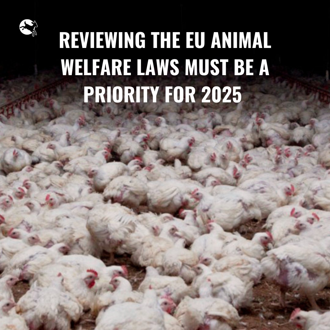 CIWF_EU's tweet photo. ‼️ Most Member States agree that a revision of the EU #AnimalWelfare laws is a priority.
We call on the @EU_Commission to provide a clear timeline for these proposal in its 2025 work programme.
Citizens & animals have waited long enough.
#DelivertheProposal #NoAnimalLeftBehind https://t.co/xXwGK9GtYf