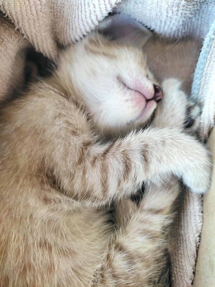 อยากเสพแมว คิดถึงปลาเผาที่บ้าน🥺
#ระยอง