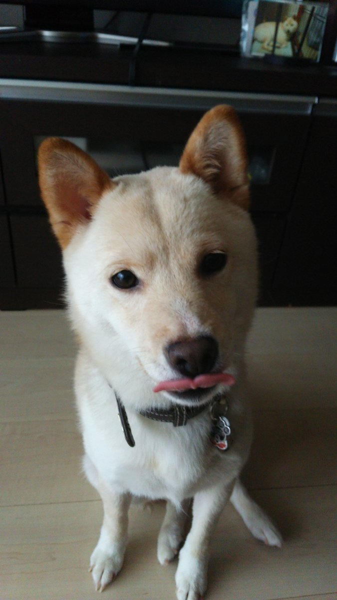 shiroshibajunko's tweet image. スクショしちゃった。
思わず。 
切符待ちしてるかな～こうめ。
20日はお誕生日だし。 
帰っておいで～。

 #ここに帰ってきて