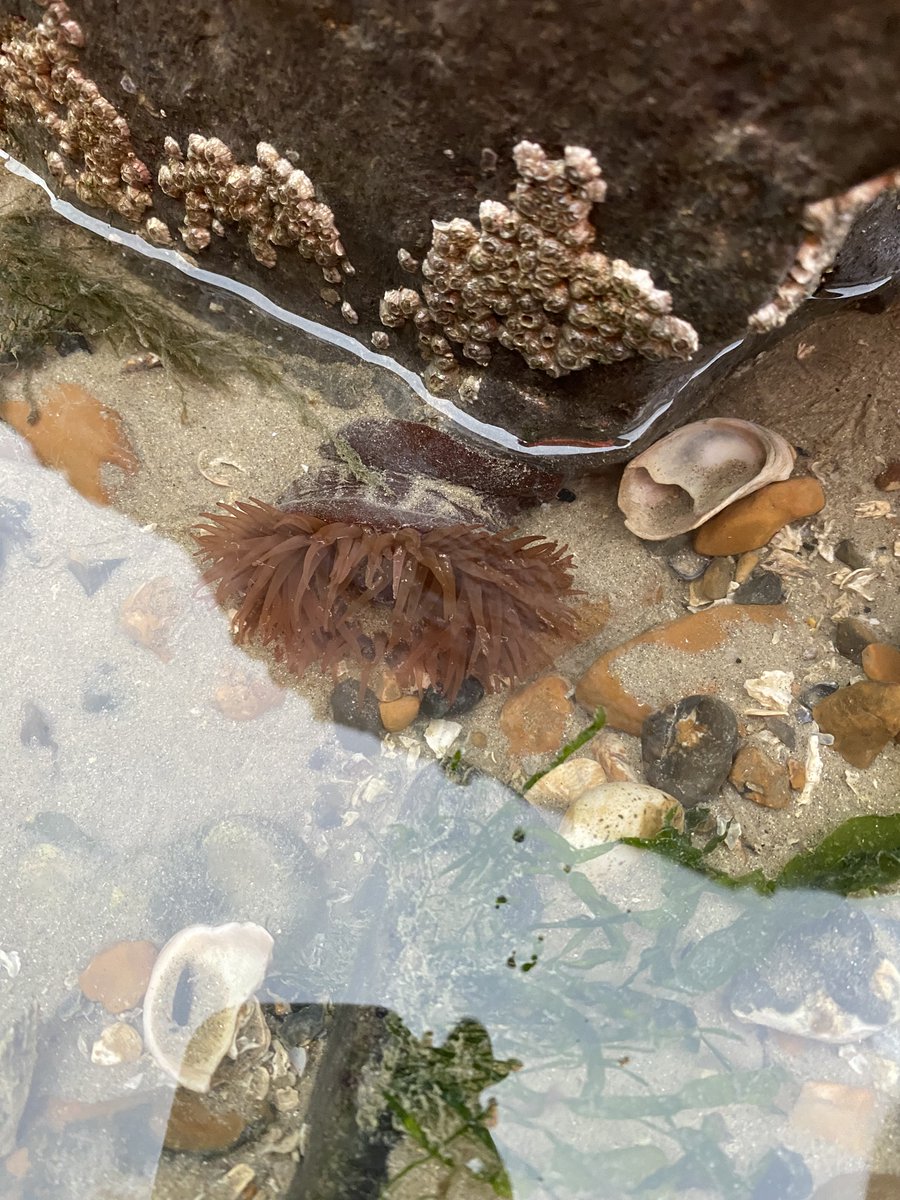 Shoreham Port (@shoreham_port) on Twitter photo The Southwick Reef project has begun its first stages, with 27 species identified in an initial survey including Sea Anemones, Crabs, and Shellfish, such as the Beadlet Anemone (Actinia equina)!
<a href="/adurandworthing/">Adur & Worthing Councils</a>
<a href="/BrightonHoveCC/">Brighton & Hove City Council</a>
<a href="/SussexDolphin/">Sussex Dolphin Project 🐬</a>
<a href="/uniofbrighton/">University of Brighton</a>
<a href="/BrightonUniGeo/">Uni of Brighton - Geography & Environment</a> The Southwick Reef project has begun its first stages, with 27 species identified in an initial survey including Sea Anemones, Crabs, and Shellfish, such as the Beadlet Anemone (Actinia equina)!
<a href="/adurandworthing/">Adur & Worthing Councils</a>
<a href="/BrightonHoveCC/">Brighton & Hove City Council</a>
<a href="/SussexDolphin/">Sussex Dolphin Project 🐬</a>
<a href="/uniofbrighton/">University of Brighton</a>
<a href="/BrightonUniGeo/">Uni of Brighton - Geography & Environment</a>