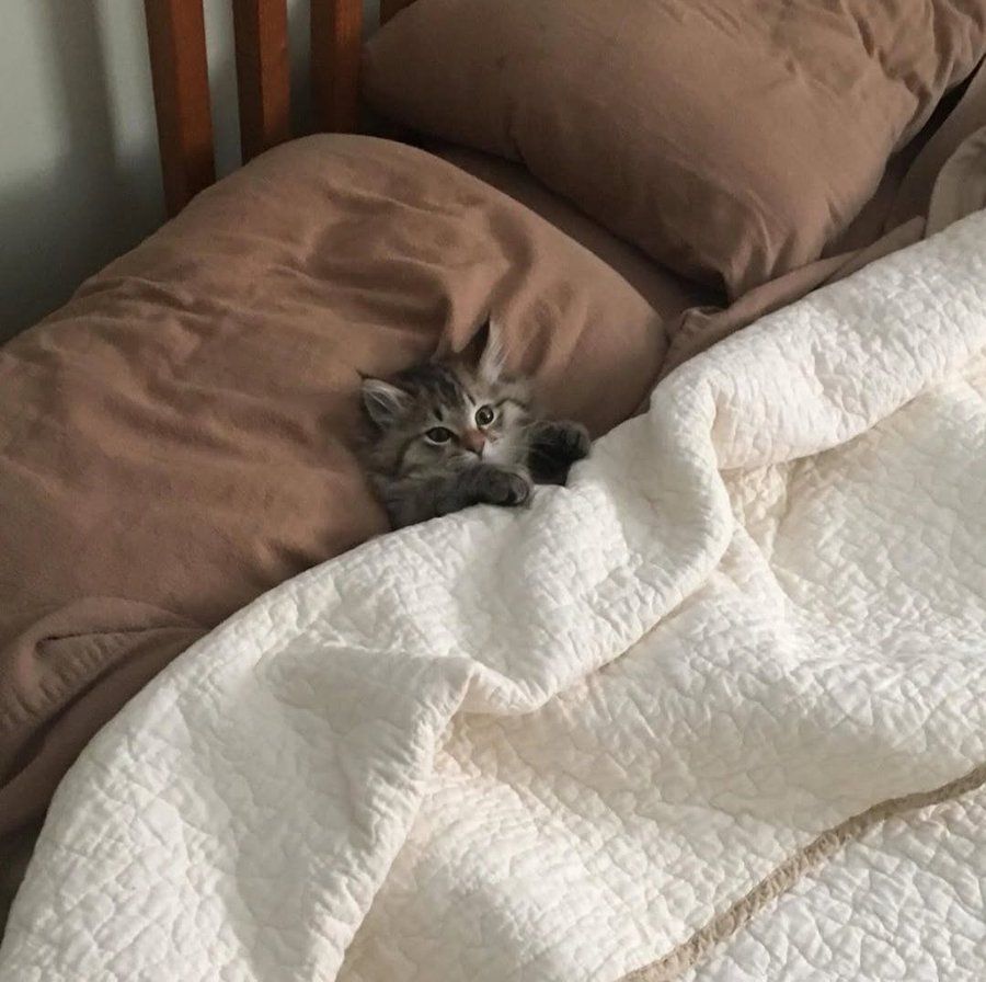 strange cat pictures tweet media