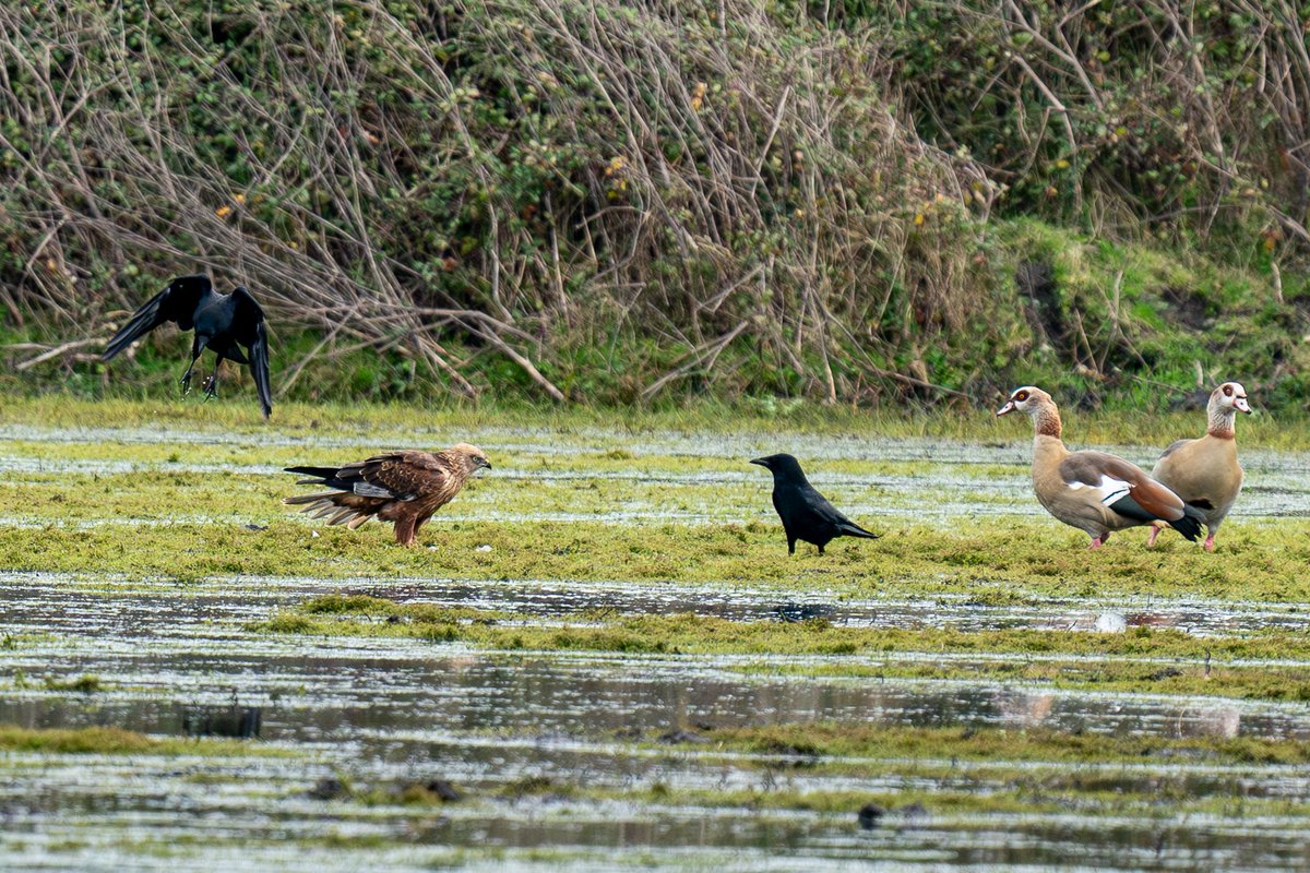 HACPIX's tweet photo. What happened next?#keyhaven  Buzzard, Crow and Egyptian Goose face off @LymKeyRanger @HantsIWWildlife @Natures_Voice @birdingplaces @birdingforall @Allthingswild01 @birdfact_ https://t.co/zAzvGGDDHI