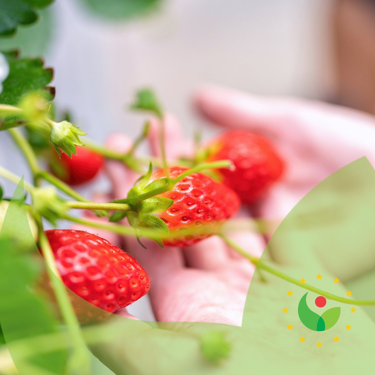🍓 Europe leads the way in breeding sustainable, high-quality strawberries! By protecting groundbreaking varieties, CPVO ensures Europe's agricultural legacy is secure. 🌱 
📢 Discover our strategic plan and how we support breeders:
lnkd.in/e9XcBBKj 
#PVR #agriculture