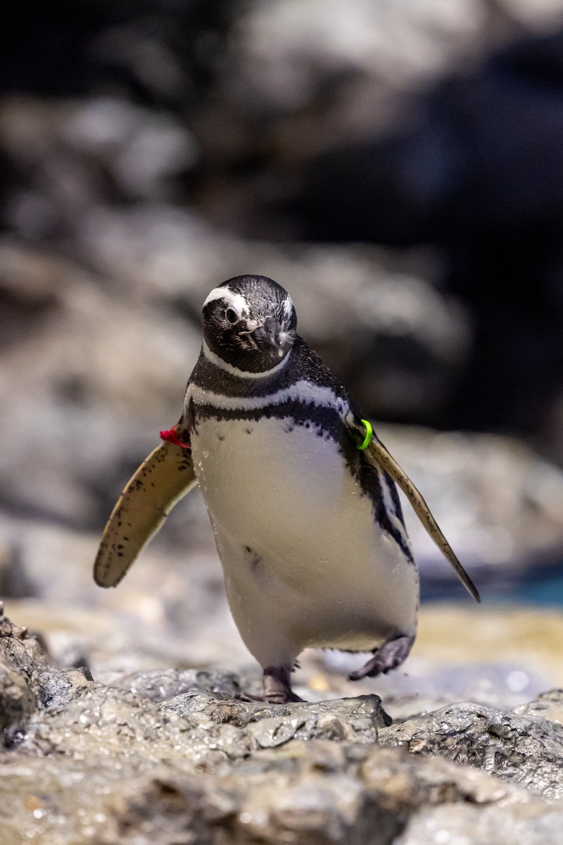 ReLU_aqua's tweet photo. トコトコこうめさん🐧✨
#すみだ水族館 #マゼランペンギン 
#羽毛さん日誌 https://t.co/R55Sgf3CJd