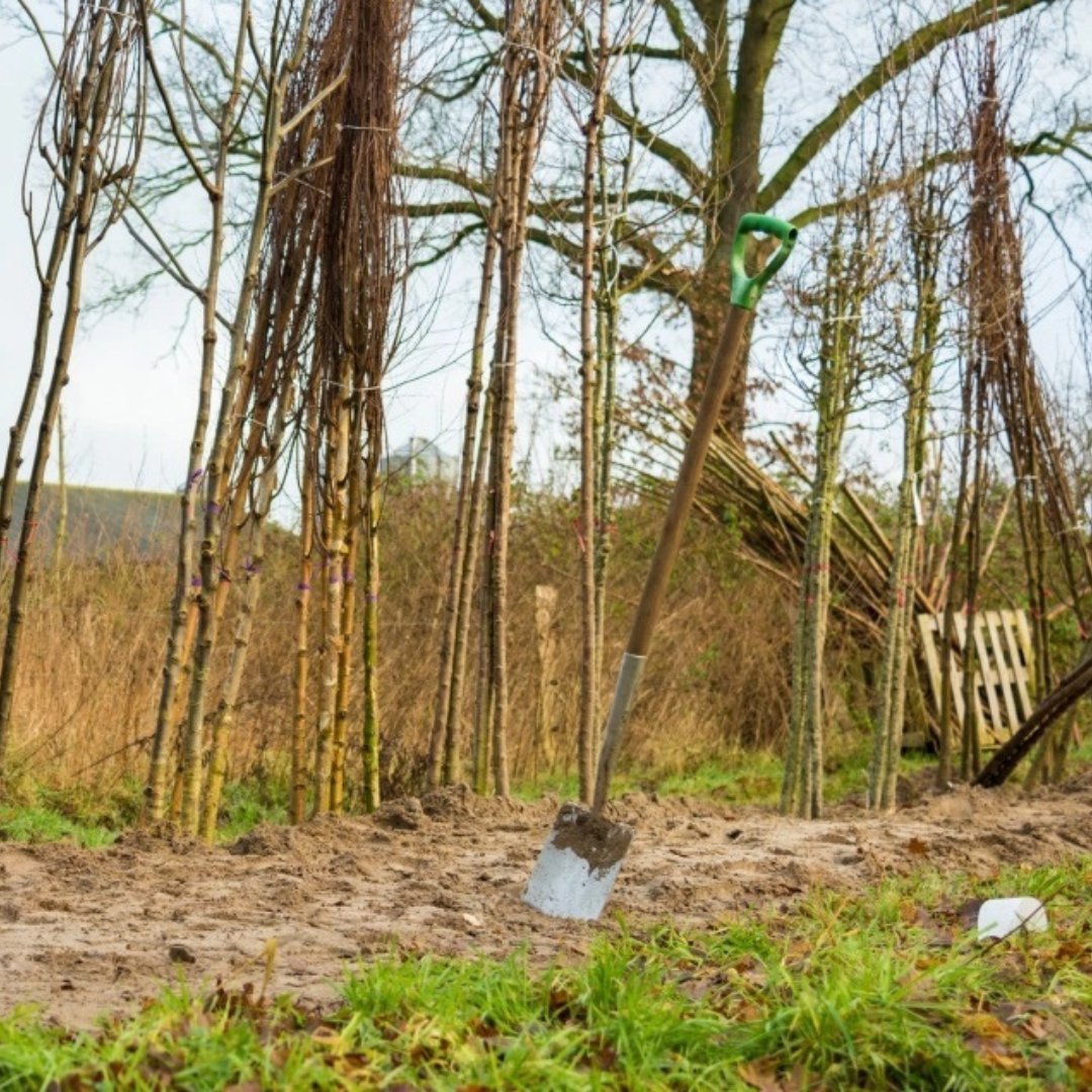 De gemeente Hardenberg kleurt groen: 6.339 bomen en struiken erbij! 🌳🍀

Het landschap in Overijssel is meer dan 70.000 bomen rijker. Deze kon je in juni aanvragen. Tijdens de Boomdeeldag (14 december) deelden we alle bomen en struiken uit.

Meer 👉 hardenberg.nl