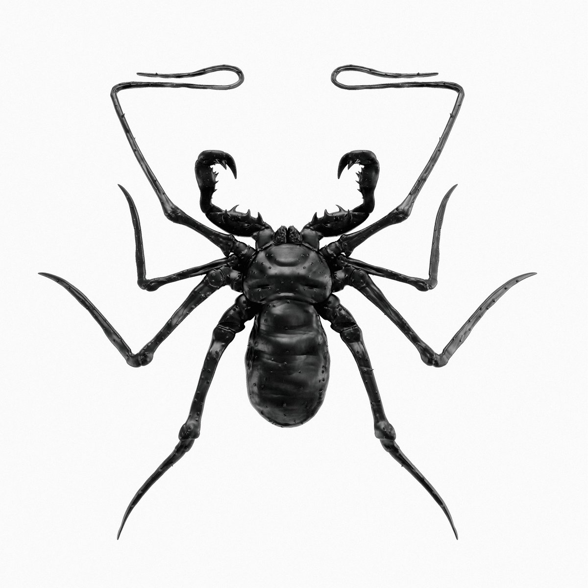 forgot a set of legs