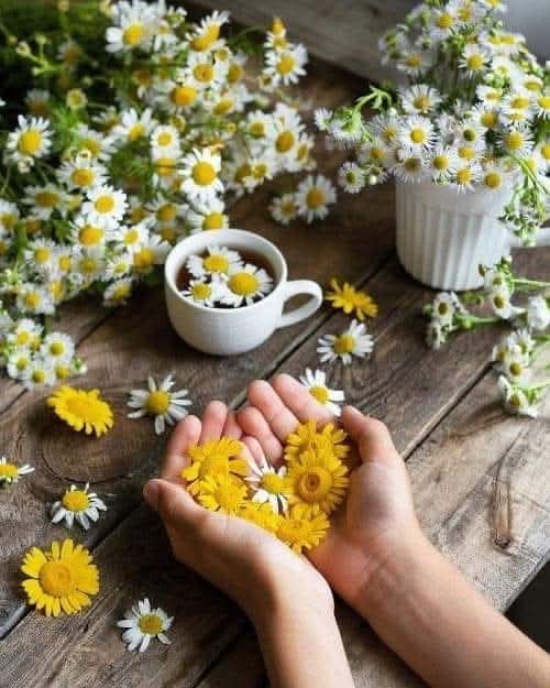 Mary Diniz 🍀 🙏🇧🇷🫶. tweet media