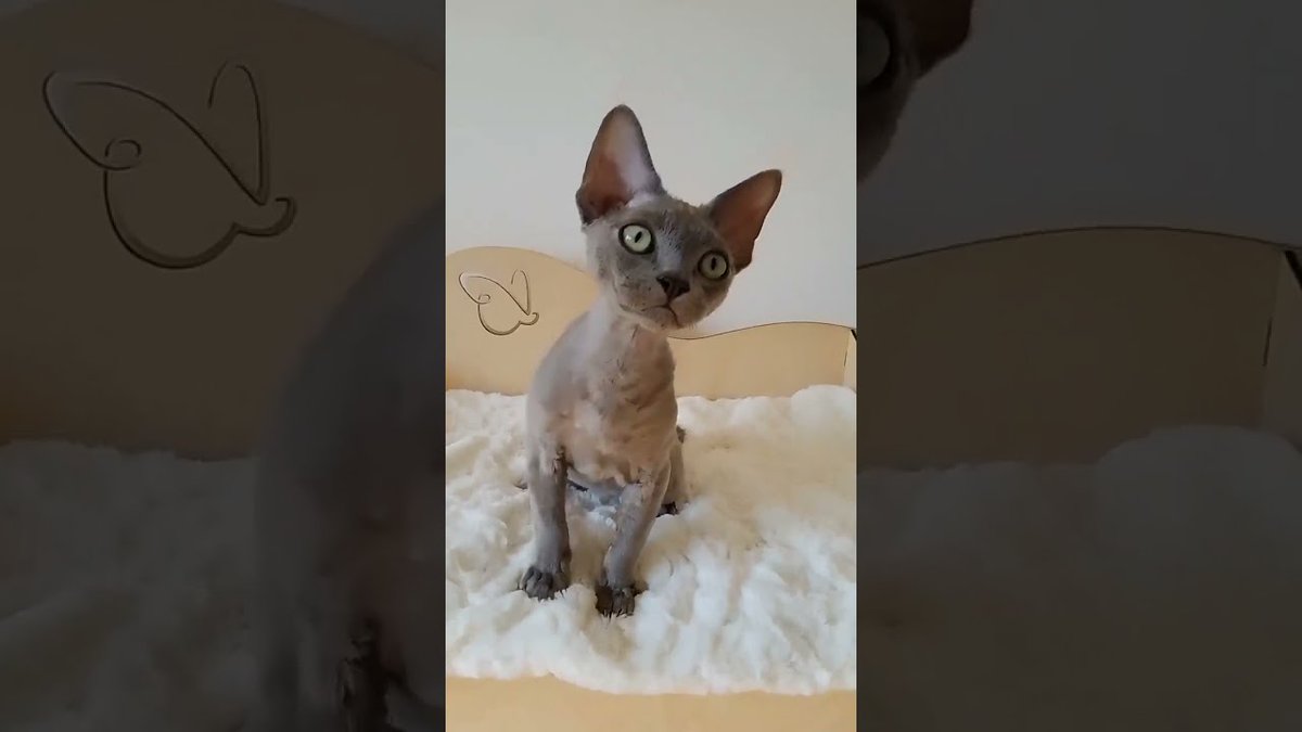 MeowMoeDotCom's tweet image. Blue Devon Rex kitten named Xabi
 
meowmoe.com/153024/
 
#Cats #DevonRex #DevonRexKittens #Neko #PedigreeKittens