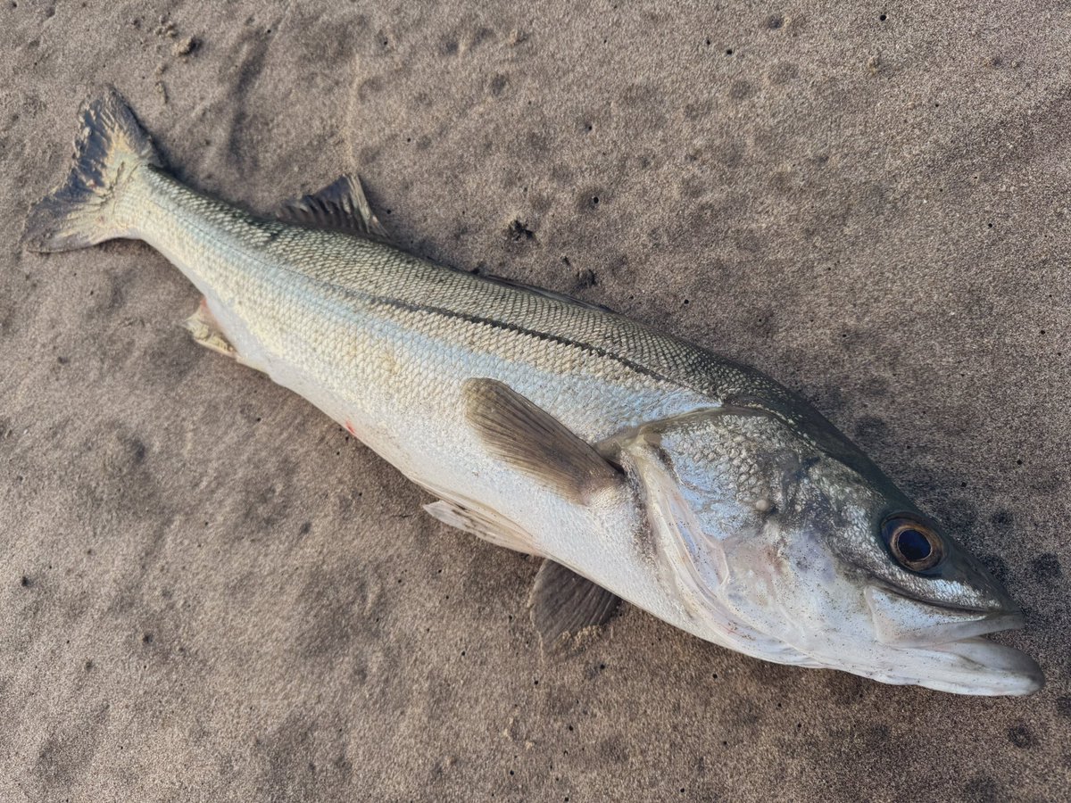 昨日の外道達🐟
座布団よりマゴチが釣れてびっくり！