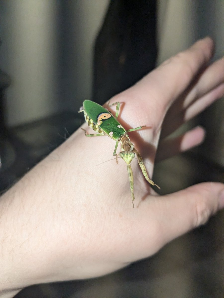 PavuckArth's tweet image. #mantids