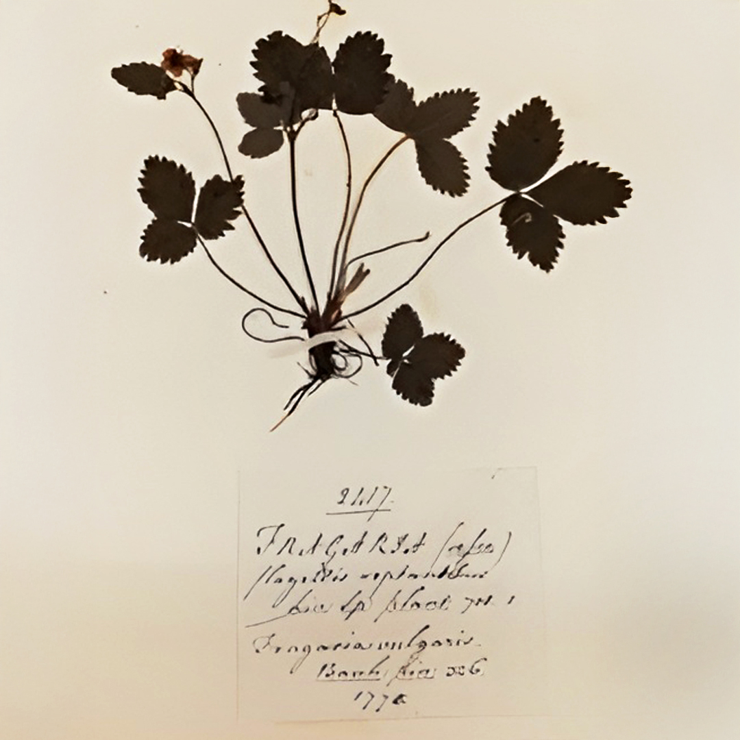 Excalibur h2020 (@excaliburh2020) on Twitter photo The @NHM_science <a href="/NHM_Botany/">NHM Botany</a> team is conducting a fascinating project to extract DNA from ancient herbarium specimens, including samples dating back to 1770! The @NHM_science <a href="/NHM_Botany/">NHM Botany</a> team is conducting a fascinating project to extract DNA from ancient herbarium specimens, including samples dating back to 1770!