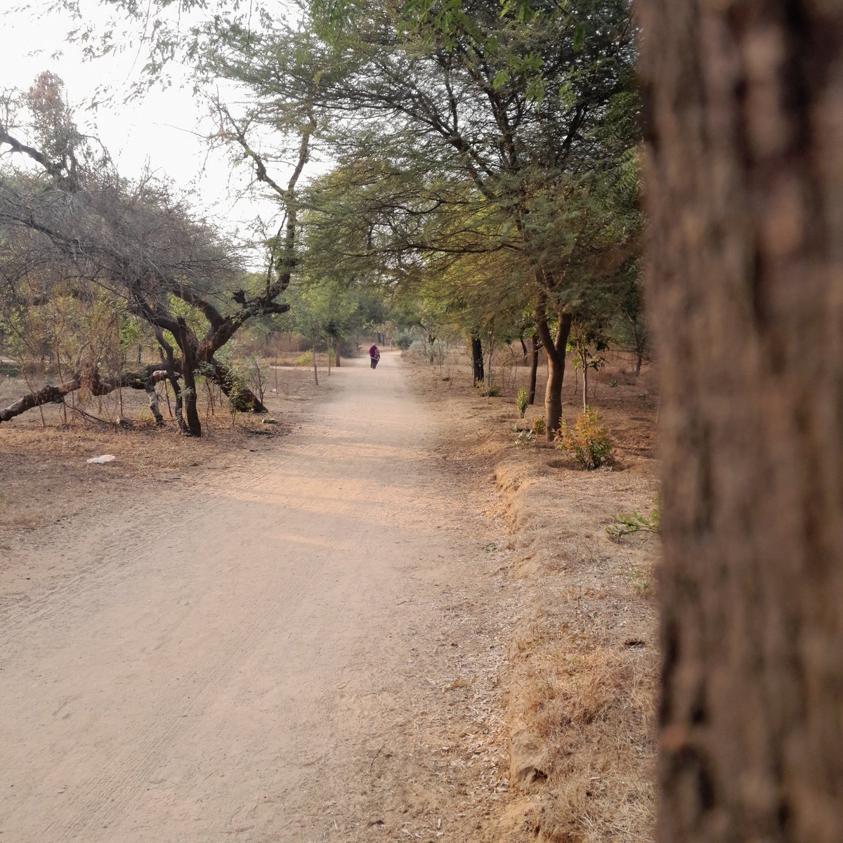 elementalyogi's tweet photo. Feeling of drought in Jaipur Biodiversity Forest in December. https://t.co/otgAtWxQGb