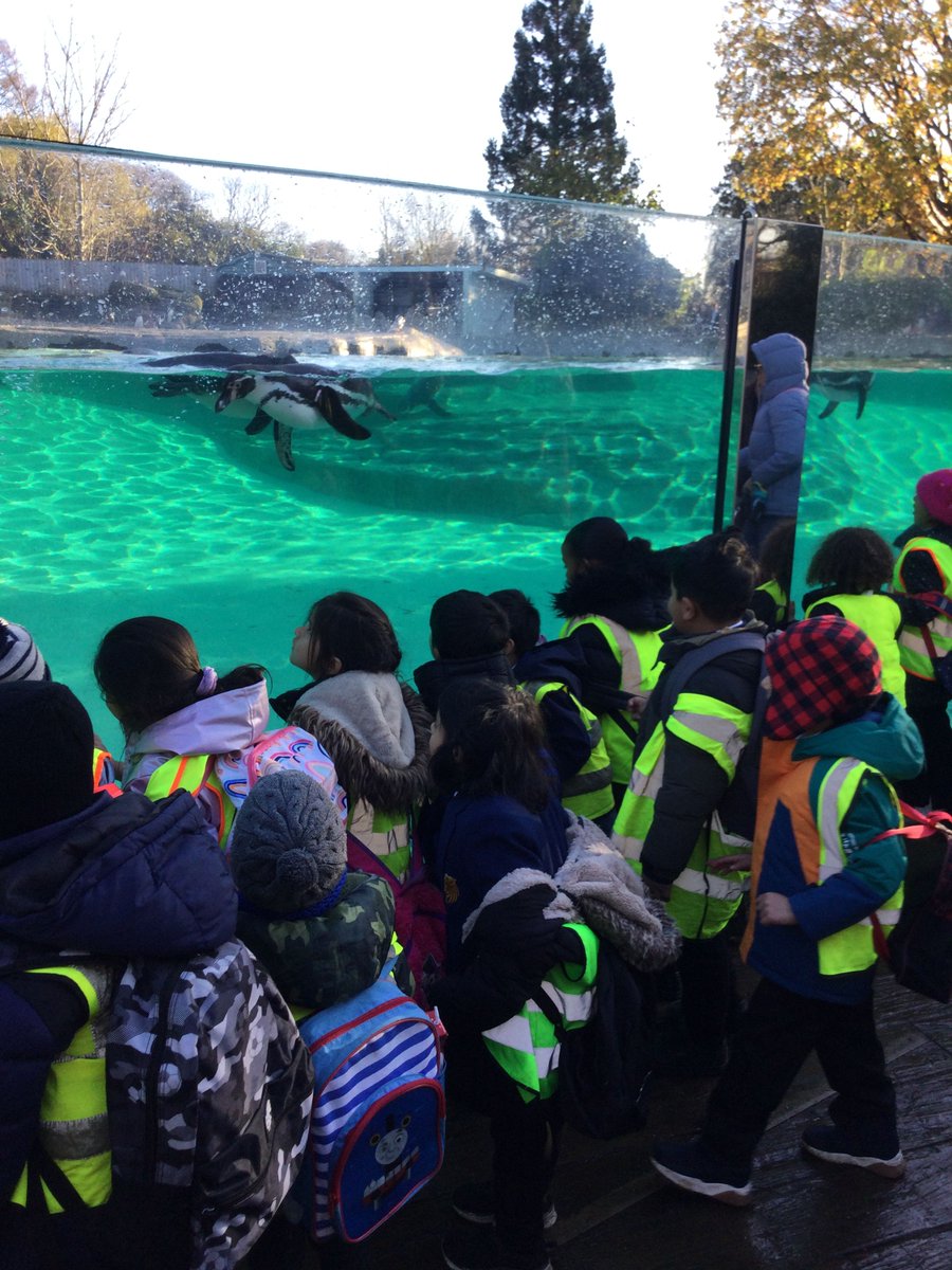 WHGS Primary (@whgsprimary) on Twitter photo Year 1 visited <a href="/chesterzoo/">Chester Zoo</a> on Wednesday 27 November. During the trip, children were immersed in their writing unit of 'Handa's Surprise'. #EducationwithCharacter
buff.ly/3VKvWei Year 1 visited <a href="/chesterzoo/">Chester Zoo</a> on Wednesday 27 November. During the trip, children were immersed in their writing unit of 'Handa's Surprise'. #EducationwithCharacter
buff.ly/3VKvWei