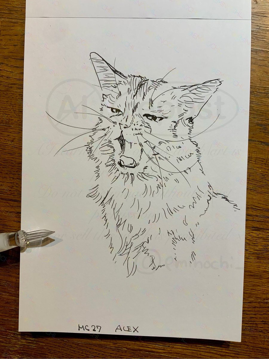 ウチの猫スケッチ🐈🎨　27 あーちゃん

ふぁ～(眠くない時のあくび)