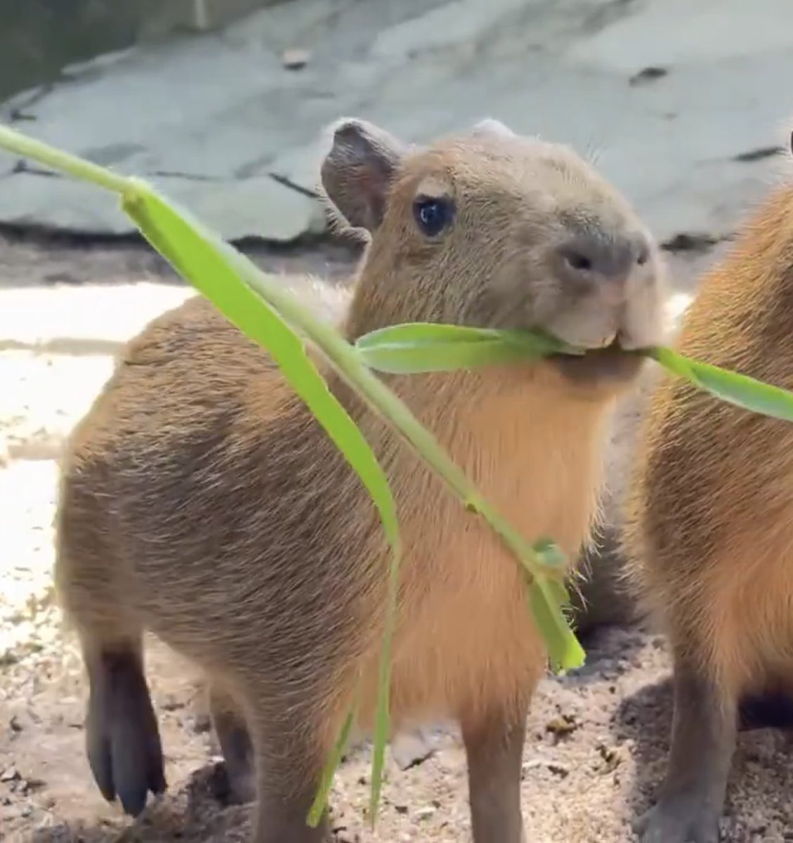 Hoodwizz tweet media