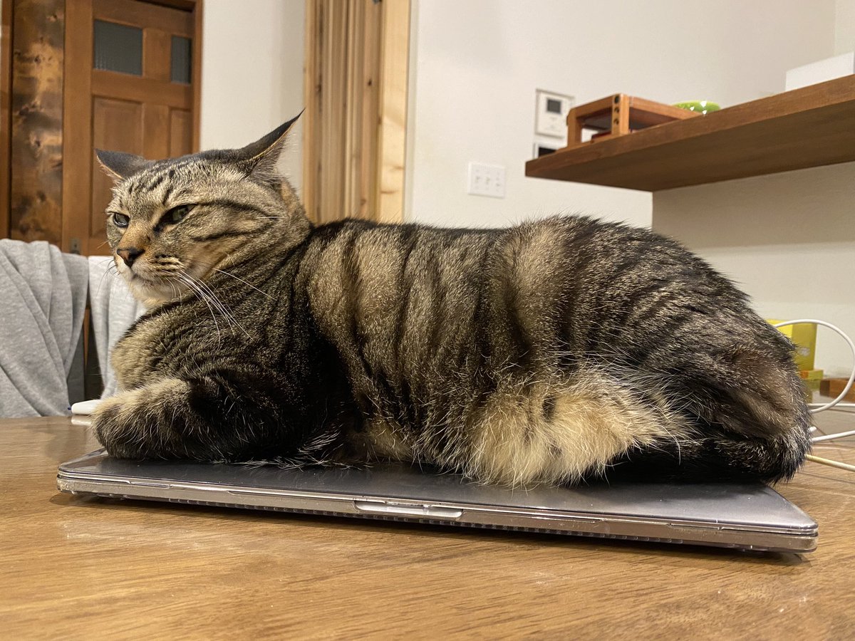 gyu_momo_3's tweet photo. 世界一高価な電気カーペット。
#もも #猫 #ねこ #ネコ #cat #iMacPro https://t.co/7uShyZFz2B