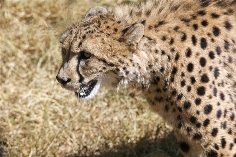 From the brink of extinction to living legends! Witness cheetahs up close at De Wildt Cheetah Farm in Hartebeespoort. Explore African grasslands, indigenous trees, and panoramic views of North West. #VisitSouthAfrica, Where nature’s wonders meet unforgettable adventure! #cheetah