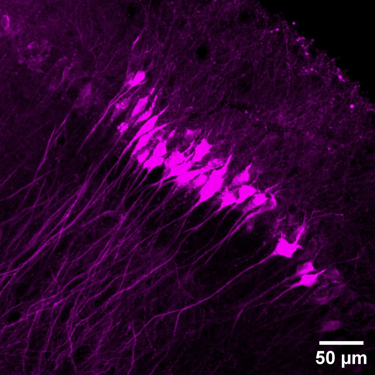 🎄PinkyCaMP- our christmas gift to you! 🎁: We are excited  to present PinkyCaMP, the first mScarlet based calcium sensor with:
✨exceptional, brightness
✨phototability
✨and optogenetic compatability.
Check out our new preprint:
biorxiv.org/content/10.110…