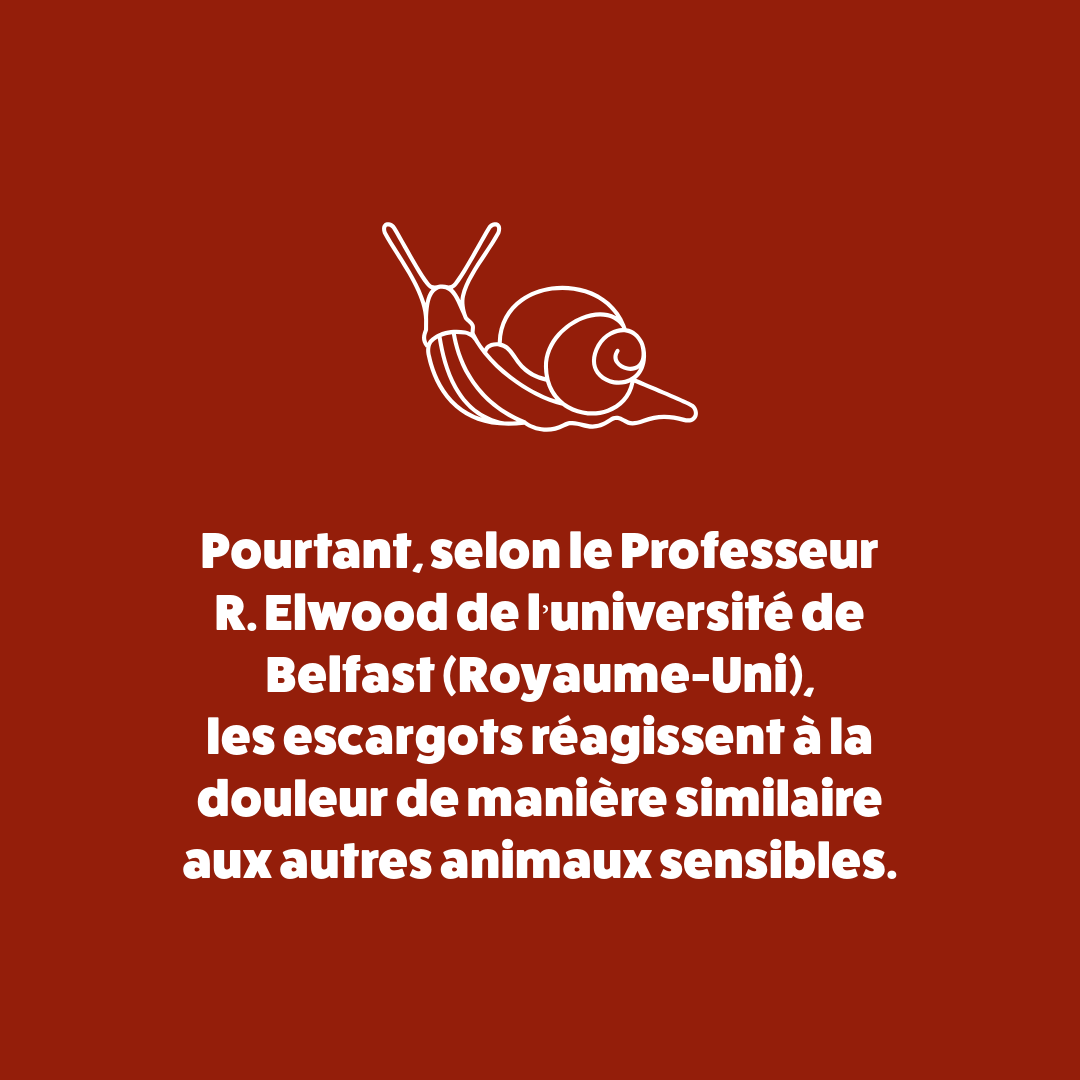Connaissiez-vous ces conditions de production particulièrement atroces pour les #escargots ?
