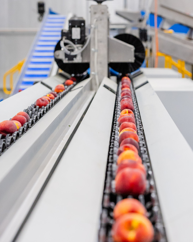 GPGraders's tweet image. We love stone fruit season in Australia with some the best quality fruit being supplied by our wonderful customers.
--
w Costa Family Farms
--
#peachsorting #stonefruitsorting #stonefruitgrading #gp601 #superiorsortingtechnology