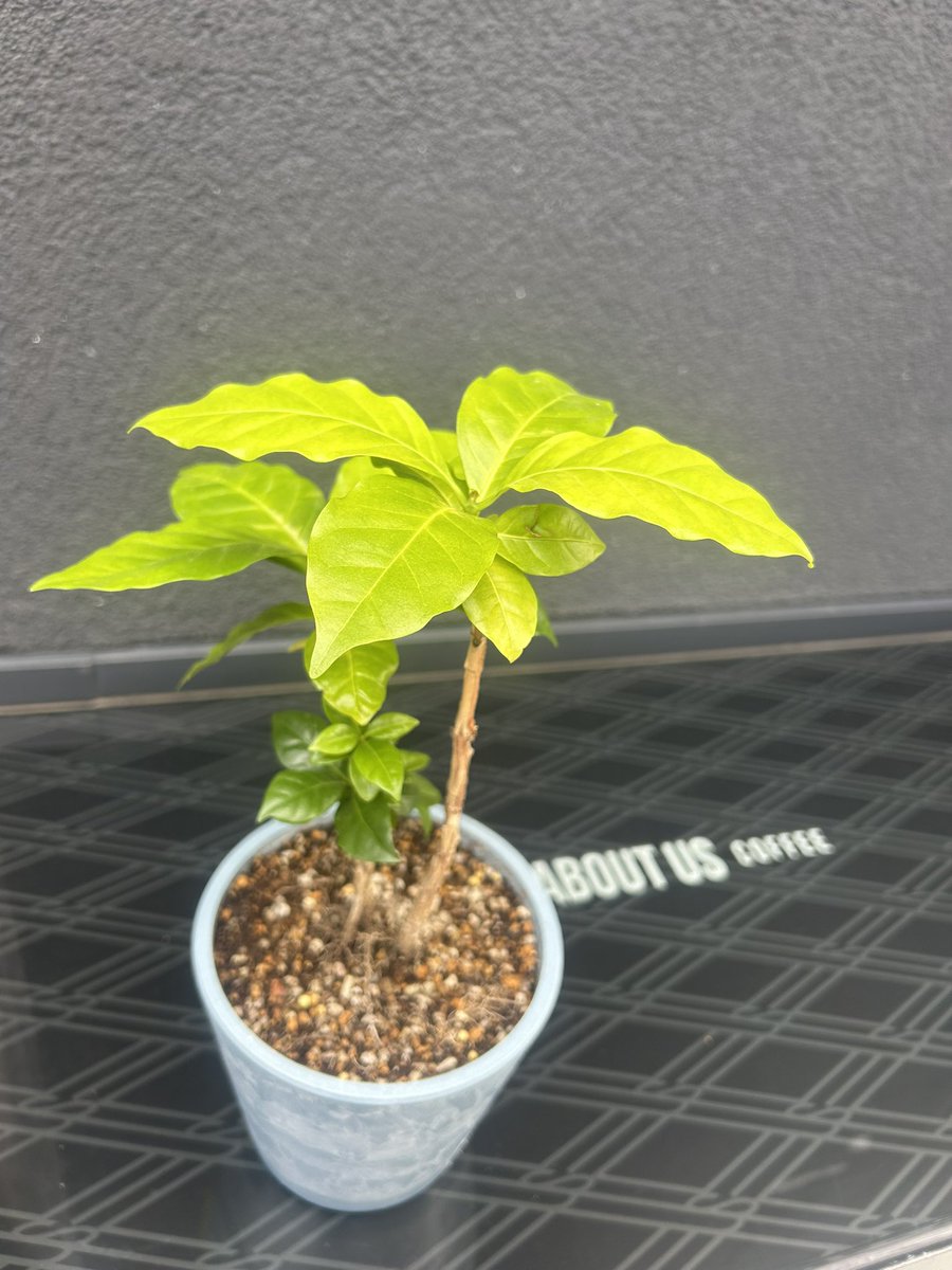 ABOUTUSCOFFEE's tweet photo. 【コーヒーの木(コーヒーノキ)】

アバアスの入り口で育っているコーヒーの木🌱 

直射日光や寒さに弱く
夏の日差しや冬の寒さが厳しい日本では
育てるのが難しいとされています

綺麗で小さな白い花が咲く瞬間を待ちわびて、毎日お世話してます☕️

赤い実がなったら、京都産コーヒーが楽しめるかも🍒 https://t.co/mzSTXng2O9