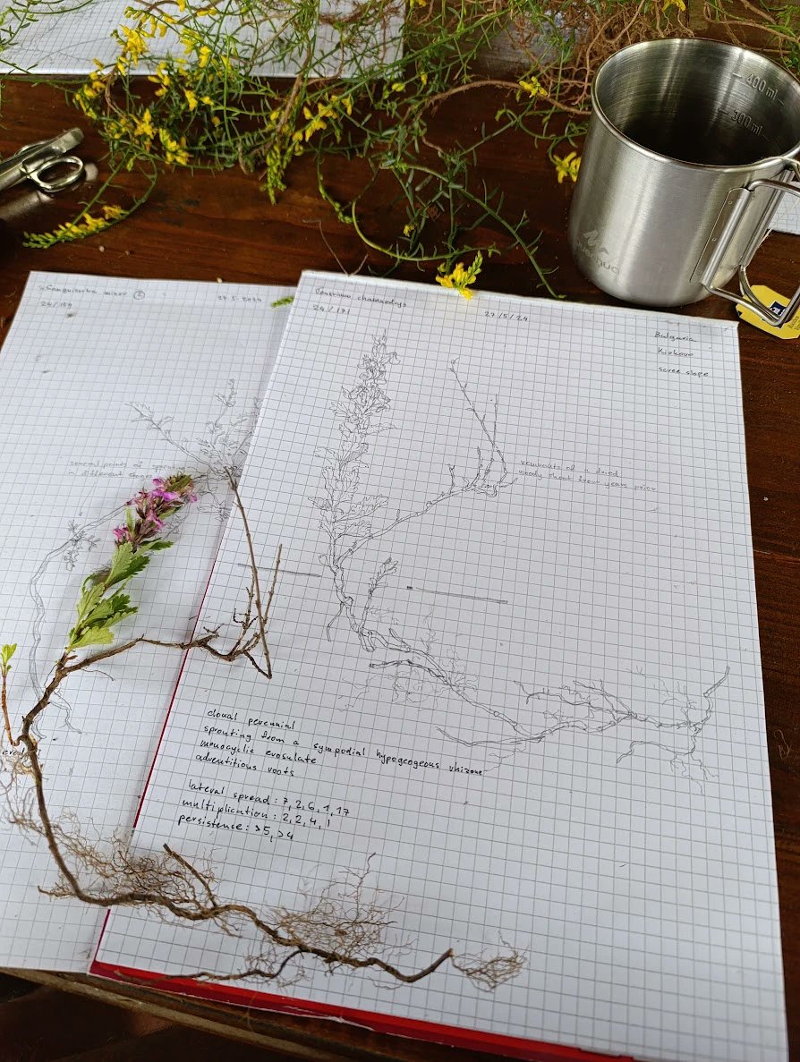 ExFuMo1's tweet photo. 📢A new blog published! Using drawing as a tool for learning ✏️🌱🌵
Read more here⏩ https://t.co/utaaJn6iTw
As a person who draws almost every day, I was surprised to discover just how effective drawing can be as a tool for learning about anything, really
#GoBelowground #CloPla https://t.co/lpyqymwUB9