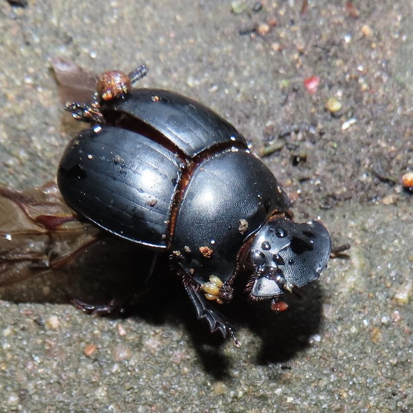 La #digitalización de #colecciones de historia natural puede mejorar la calidad y la cobertura de datos sobre #biodiversidad:
▶️doi.org/10.1101/2024.1… #CiteTheDOI 👇