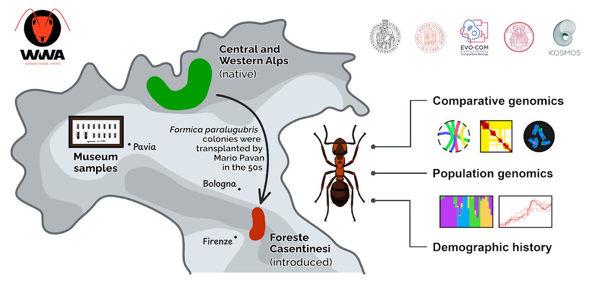 Filippo Nicolini tweet media