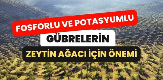 TofidasCom's tweet photo. Zeytin ağaçları hasat sonrası gübreler
https://t.co/FC6YtuISbQ https://t.co/xIpMJ5VTlH