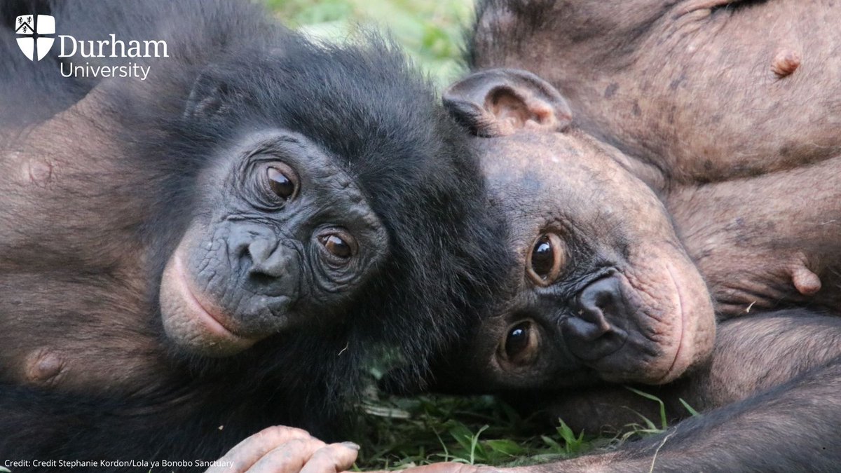 New research led by <a href="/DurhamPsych/">Durham Psychology</a> shows orphaned apes at the world’s only bonobo sanctuary <a href="/Lola_ya_Bonobo/">Friends of Bonobos</a> can overcome trauma to develop social abilities like those of mother-reared bonobos 👉 brnw.ch/21wPunr

<a href="/zannaclay/">Zanna Clay</a> #DUResearch