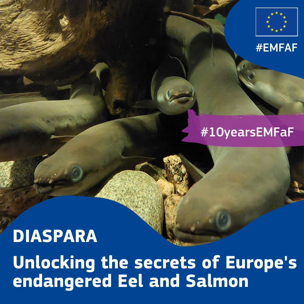Europe's eel and salmon populations are endangered.

To help the <a href="/EU_Commission/">European Commission</a> in its conservation efforts, the #EU #EMFAF DIASPARA project is developing scientific tools to provide detailed assessment of these species.

Read more👇
europa.eu/!4cHyqV

#10yearsEMFaF