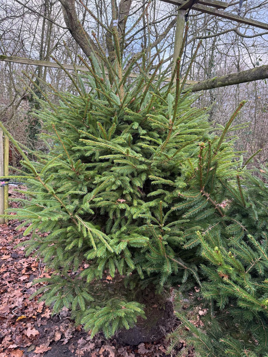 Last minute living Christmas Tree needed? We have some lovely freshly Rootballed Picea abies (Norway Spruce) on the nursery CV23 9QQ available until midday on Friday.  Just £50.00 + VAT.  175-200cm.  Can be delivered.  Call 01788521177 or email lewis@bernhardsnurseries.co.uk