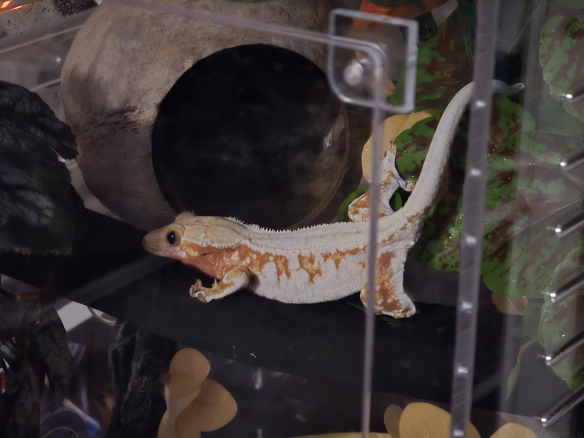 어째 점점 하얘지는 듯 함