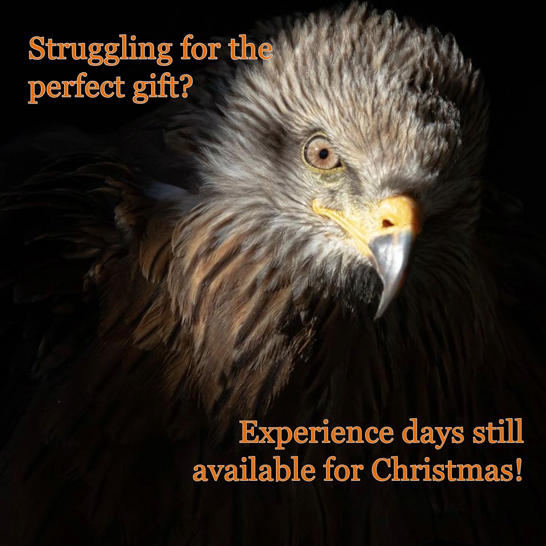 🎁 This Christmas, give a gift they’ll never forget! SMJ Falconry experience day vouchers are perfect for bird lovers and thrill-seekers.
📩 Delivered instantly—perfect for last-minute shoppers.