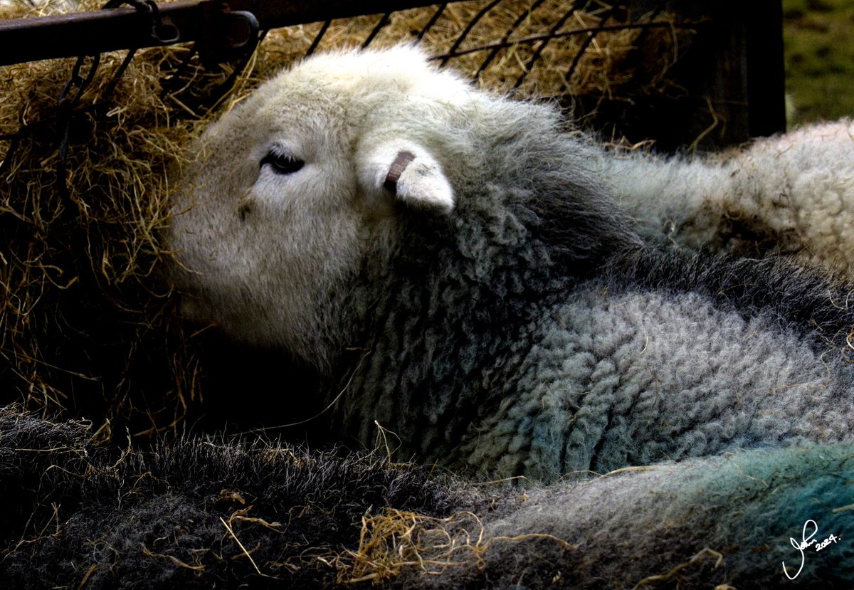 Only 3 from a grey clagged out yesterday, an Herdwick at breakfast to finish 👍😉