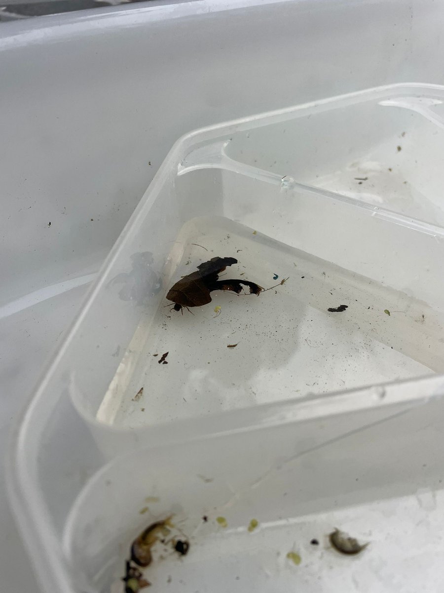 ZSLMarine tweet media