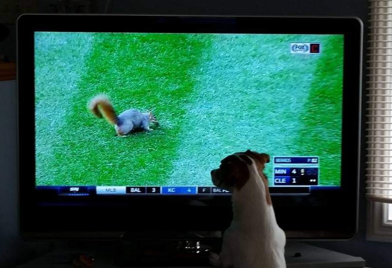 AprilFuel's tweet photo. Who says dogs don't watch TV?

#JackRussellTerrier #squirrelchaser #jrt https://t.co/VA37Cc6Rr5