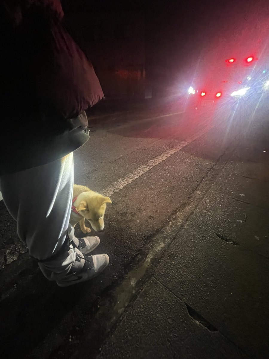 t_s1112Perc's tweet photo. 高崎で迷子犬保護しました。
赤い首輪 柴犬？雑種？
2024年12月18日22時15分頃
下滝町 慈眼寺近くの路上
警察に引渡したので今は高崎警察署に居て明日以降動物愛護センターに引き渡される予定
狂犬病予防接種タグあり(高崎 10322)

 #高崎  #高崎市  #迷子犬  #犬  #迷い犬  #迷子 https://t.co/fnHKY0S1G6