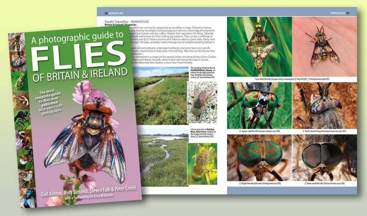 NatureBureau (@naturebureau) on Twitter photo Fabulous #flies – just started the layouts for the Horseflies pages for our Photographic Guide to #FliesofBritainandIreland to be published Autumn 25 – look into their hypnotic eyes & pre-order now bit.ly/4dqQI8Z <a href="/StevenFalk1/">Steven Falk</a> <a href="/gailashton/">Gail Ashton 💚🪲🌍</a> <a href="/Ecoentogeek/">Rory Dimond 🌼🪰🌼🐝🌼🦟</a> <a href="/flygirlNHM/">Dr Erica McAlister</a> <a href="/BBOWT/">BBO Wildlife Trust</a> Fabulous #flies – just started the layouts for the Horseflies pages for our Photographic Guide to #FliesofBritainandIreland to be published Autumn 25 – look into their hypnotic eyes & pre-order now bit.ly/4dqQI8Z <a href="/StevenFalk1/">Steven Falk</a> <a href="/gailashton/">Gail Ashton 💚🪲🌍</a> <a href="/Ecoentogeek/">Rory Dimond 🌼🪰🌼🐝🌼🦟</a> <a href="/flygirlNHM/">Dr Erica McAlister</a> <a href="/BBOWT/">BBO Wildlife Trust</a>