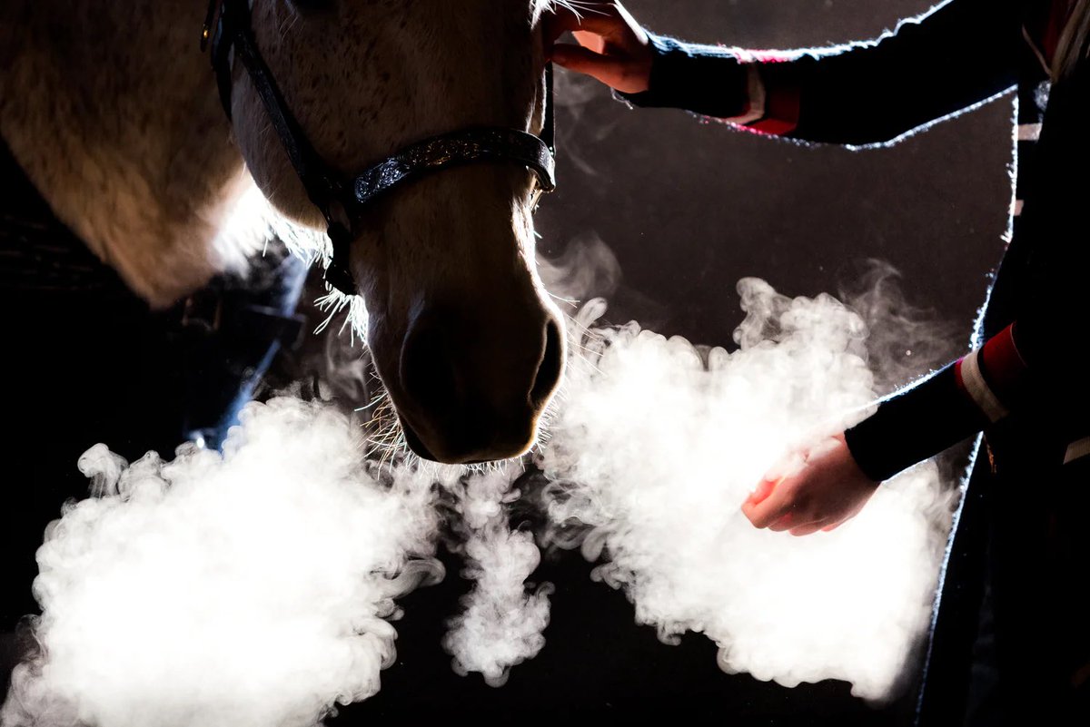 horseimage's tweet photo. horse breathing exhaling visible cloud due to cold temperature or maybe vaping https://t.co/S9PNNgmuu8