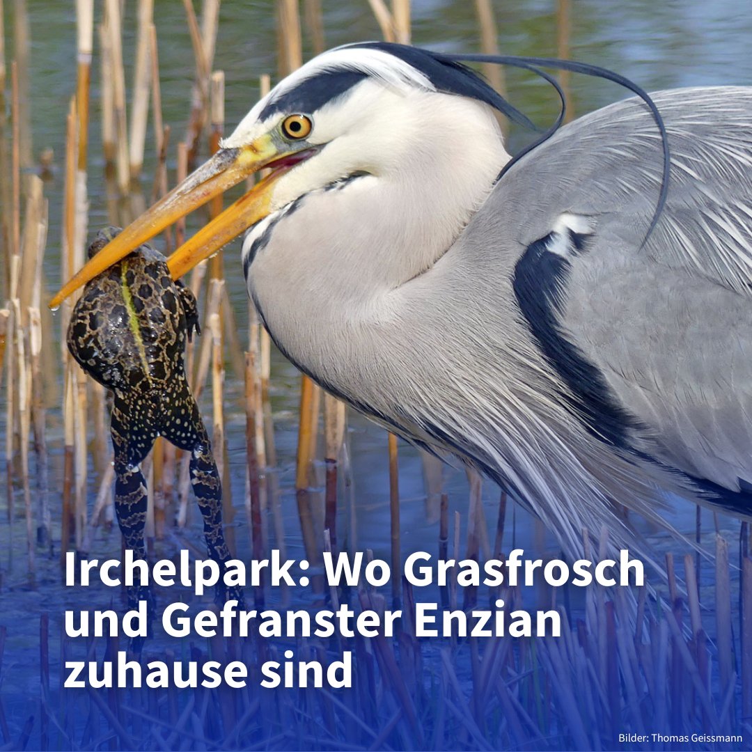 UZH_ch's tweet photo. Artenreicher Irchelpark: Die Parkanlage der UZH ist ein wahrer Hotspot der Biodiversität. Die neue Publikation «Biodiversität im Irchelpark» porträtiert die dort lebenden Pflanzen- und Tierarten: https://t.co/i1O3o6c4Ju https://t.co/Wg99AeGXOi