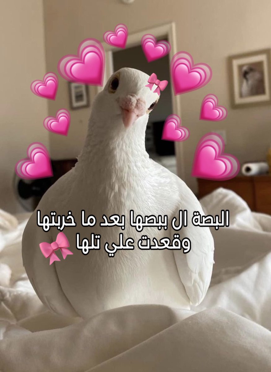 هاچَر (@hagagero0) on Twitter photo 