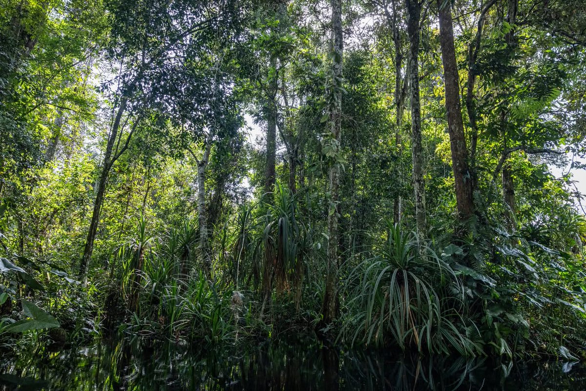 Mandougouma River Cleanup Underway!

This project is more than just restoring a waterway—it strengthens local connections, boosts the economy, and promotes sustainable conservation in the Lac Télé Community Reserve.