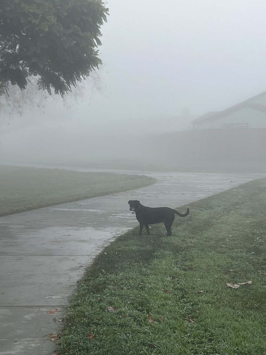 Sportsking's tweet photo. A foggy dog walk this morning. #Fremont https://t.co/v7Wfr1b6pM